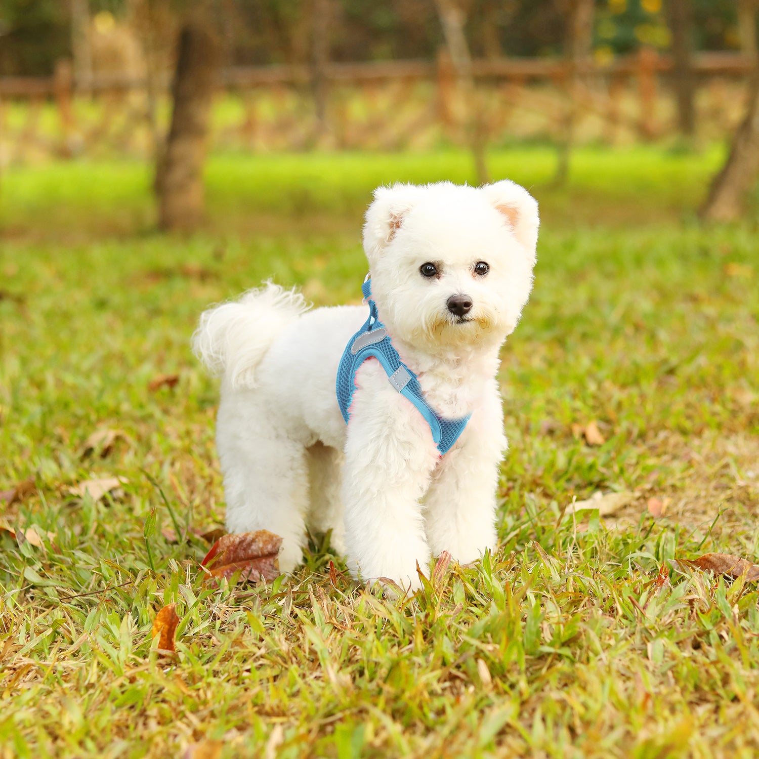 Charkool Reflective Dog Harness and Leash, Adjustable Breathable Dog Vest, Training for Extra Small Dogs