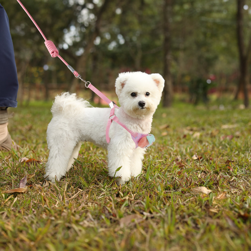 Dog Harness and Leash Set, No Pull Dog Vest Harness for Walking and Training, Adjustable, Easy Control and Breathable Pet Harness for Small Dogs