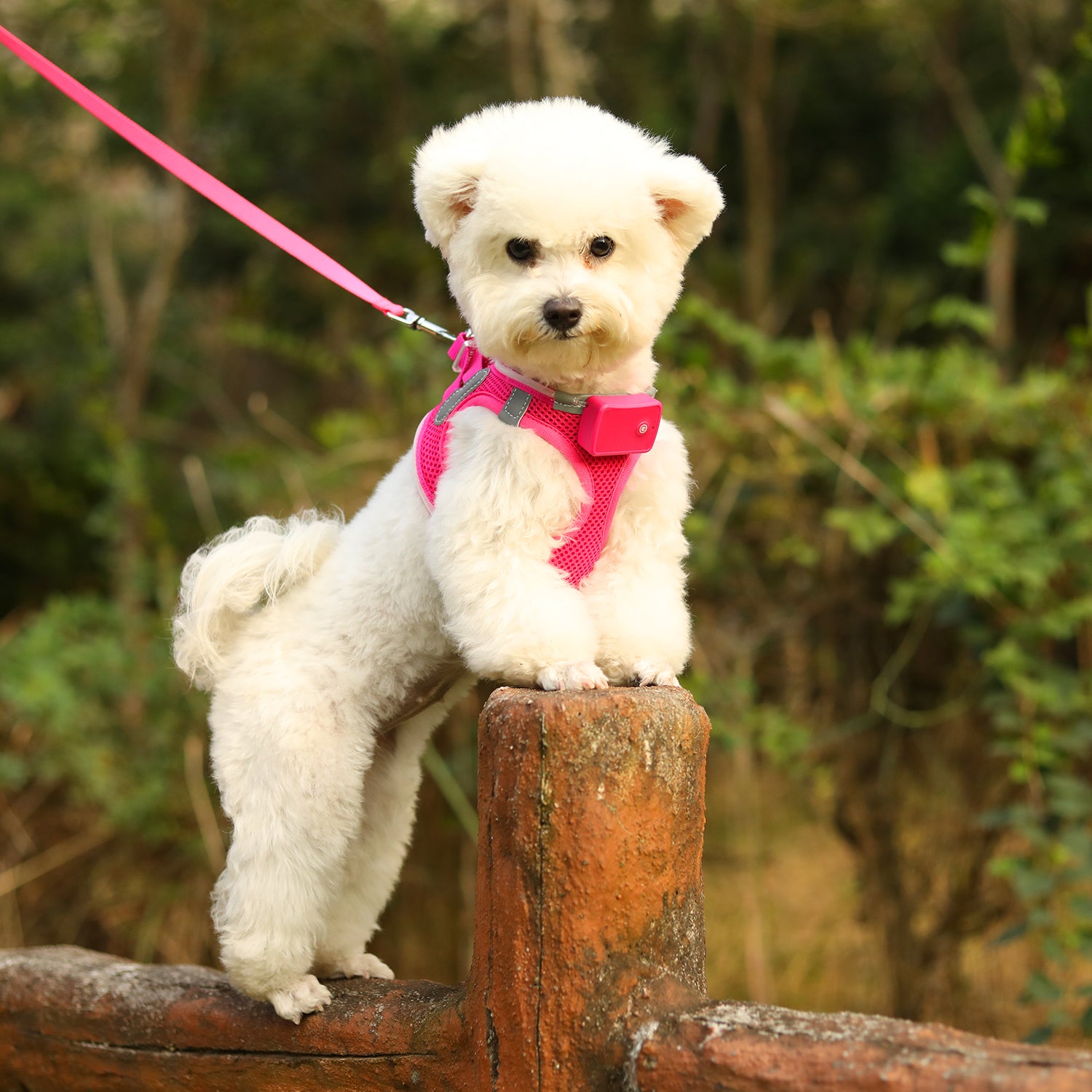 LED Dog Harness Rechargeable, Lighted Dog Vest Harness for Night Walking,Reflective Safety Vest for Small Dogs,Adjustable Soft Mesh